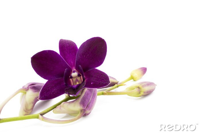 Sticker Dunkelviolette Orchidee auf weißem Hintergrund
