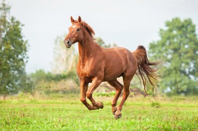 Durch Wiese laufendes Wildpferd