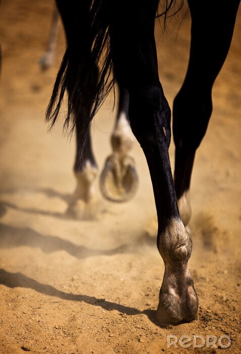 Sticker Durch Wüste wanderndes Tier