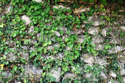 Efeu auf grauer Mauer