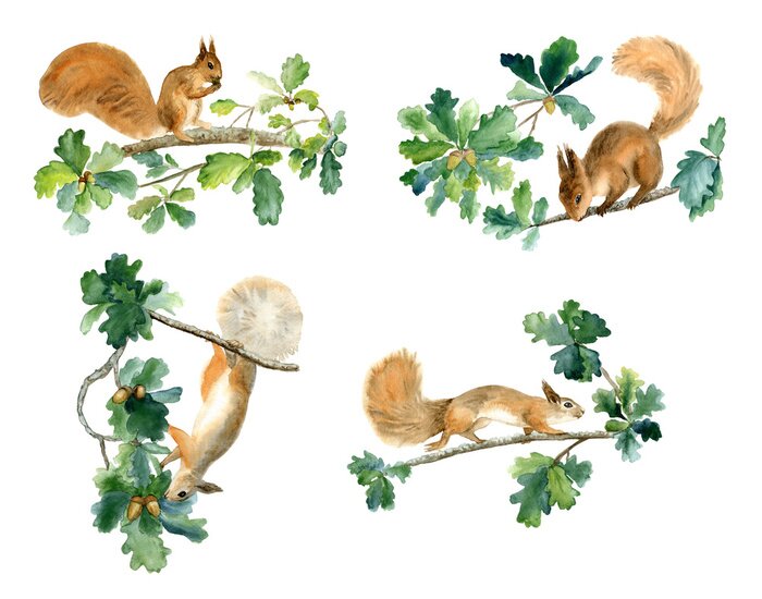 Sticker Eichhörnchen und Eiche