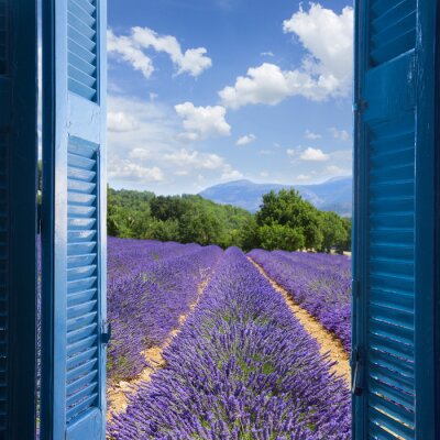 Ein Fenster mit Blick auf das Lavendelfeld