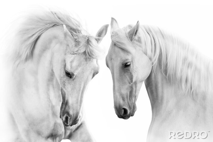 Sticker Ein Paar graue Pferde auf weißem Hintergrund