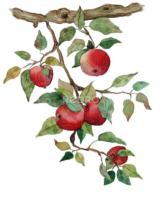 Sticker Ein Zweig roter Äpfel