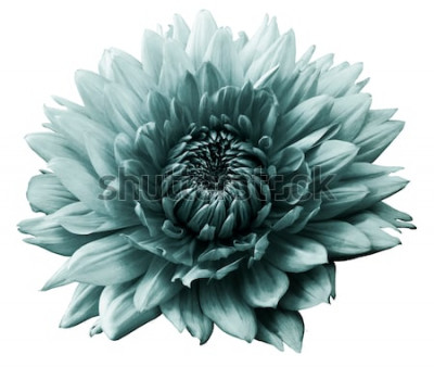 Sticker Eine große Blume auf weißem Hintergrund