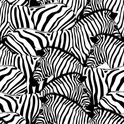 Eine Herde schwarz-weißer Zebras