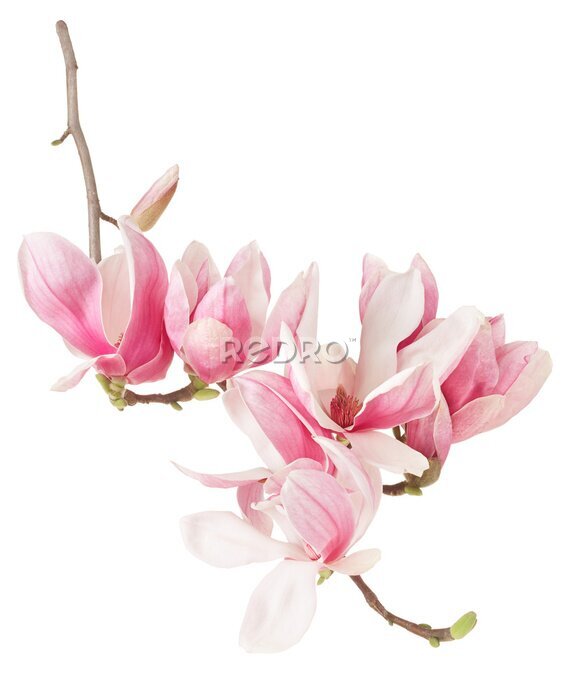 Sticker Eine Magnolie mit rosa Blüten