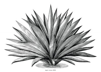 Sticker Eine sich ausbreitende Agave darstellende Grafik