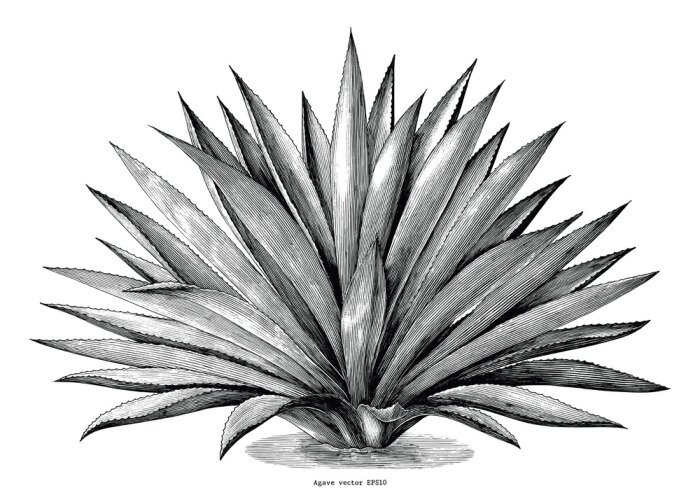 Sticker Eine sich ausbreitende Agave darstellende Grafik