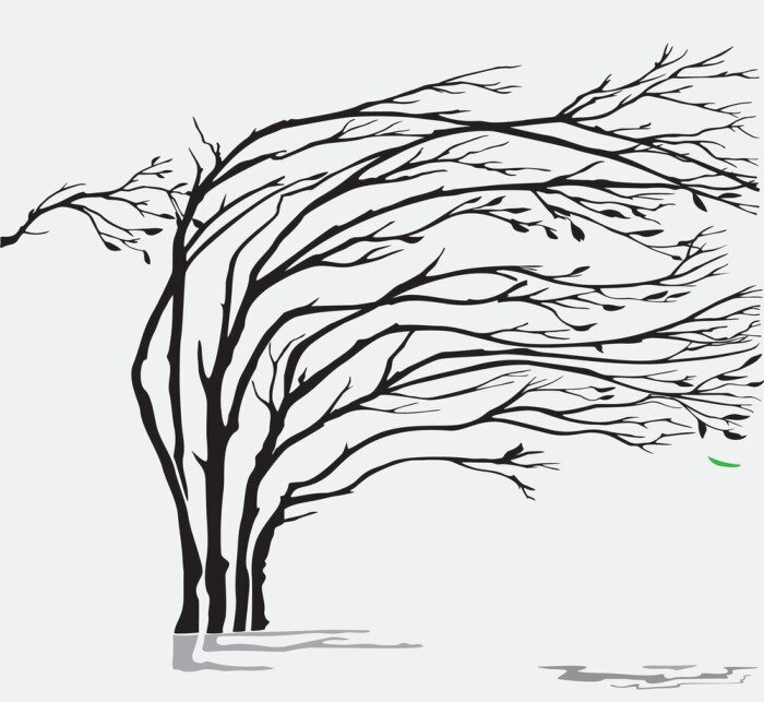 Sticker Eine Weide unter einem starken Sturm und Wind Wetter