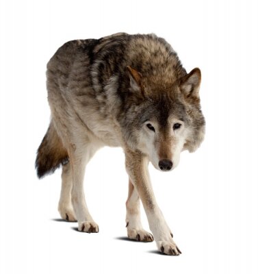 Sticker einsamer Wolf auf hellem Hintergrund