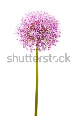 Sticker Einzelne Blume auf weißem Hintergrund