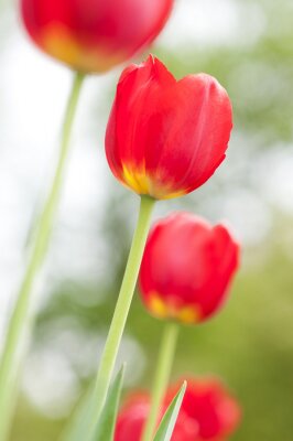 Sticker Einzelne Blumen auf einem verwischten Hintergrund