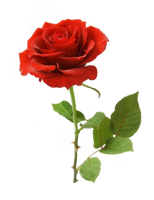 Sticker Einzelne Rose auf weißem Hintergrund