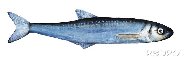 Sticker Einzelne Smelts des Aquarells fischen Illustration. Draufsicht, blaue Farben, Nahaufnahme; klein, dünn, lang, ganzer Körper. Übergeben Sie die gezogene Aquarellfarbe, lokalisiert auf weißem Hintergrun