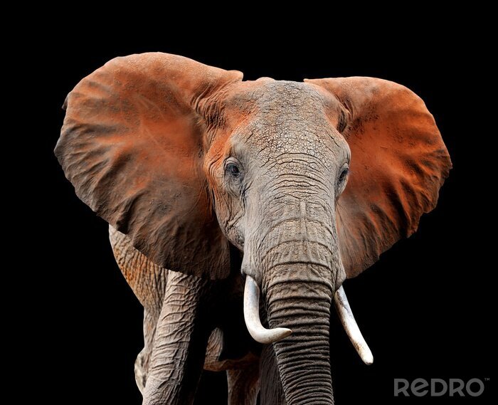 Sticker Elefant 3D auf dunklem Hintergrund