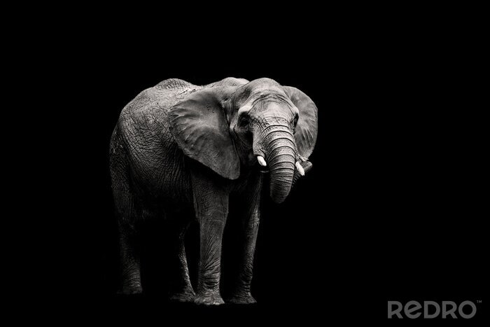 Sticker Elefant auf dunklem Hintergrund