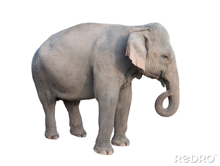 Sticker Elefant auf leerem Hintergrund