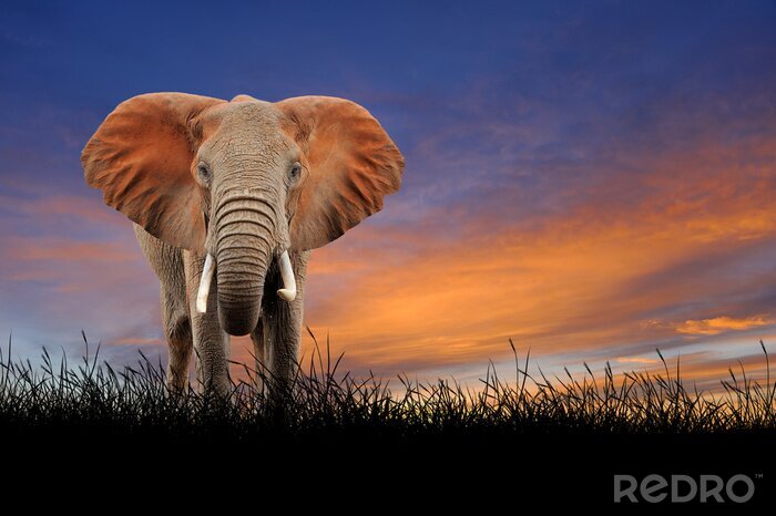 Sticker Elefant bei Sonnenuntergang