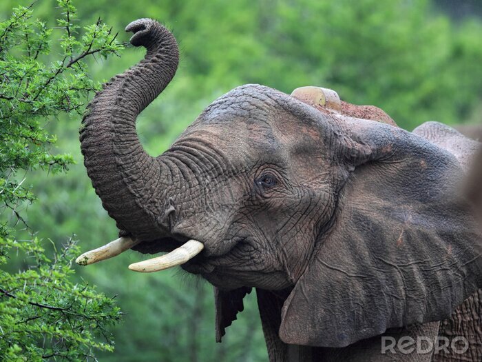 Sticker Elefant greift nach Blättern