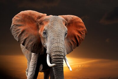 Elefant im roten Staub