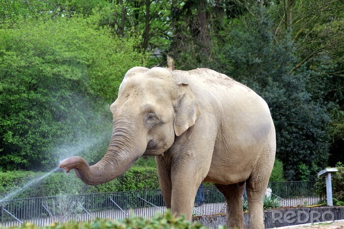 Sticker Elefant schüttet Wasser