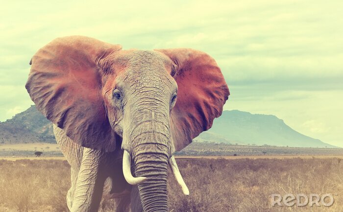 Sticker Elefant vor dem Hintergrund einer afrikanischen Landschaft