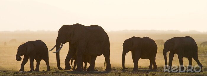 Sticker Elefanten 3D auf Safari