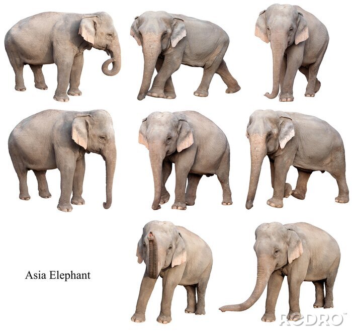 Sticker Elefanten in verschiedenen Positionen