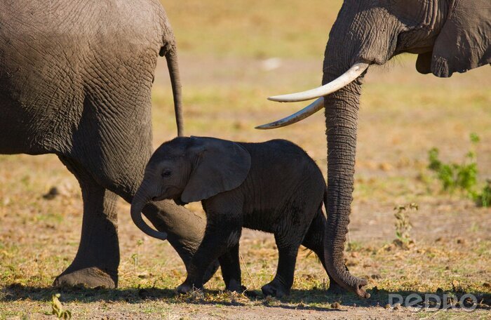 Sticker Elefanten Safari und Elefantenbaby
