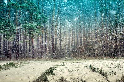 Sticker Erster Schnee im Kiefernwald
