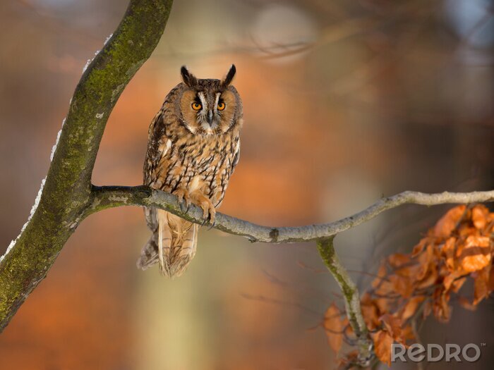 Sticker Eule auf einem Ast sitzend
