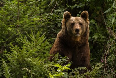 Sticker Europäischer Braunbär "Jurka", Bad Rippolsau-Schapbach, Deutschland