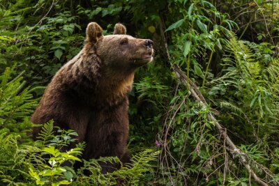 Sticker Europäischer Braunbär "Jurka", Bad Rippolsau-Schapbach, Deutschland