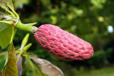 Sticker Exotische Art von Magnolie