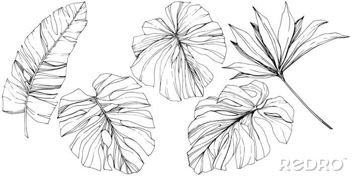 Sticker Exotische ausgefranste Blätter schwarz-weiße Zeichnungen
