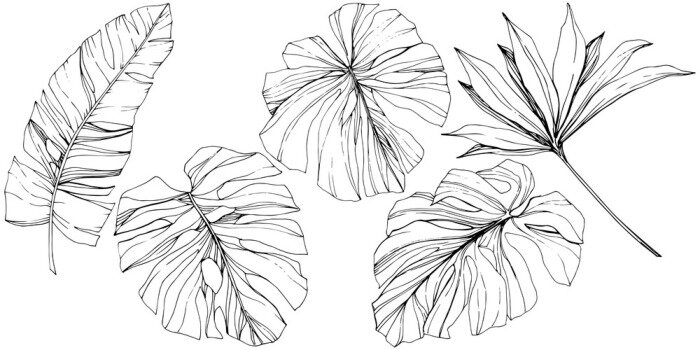 Sticker Exotische ausgefranste Blätter schwarz-weiße Zeichnungen