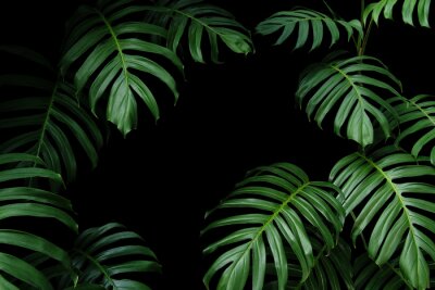 Exotische dunkelgrüne Pflanzen