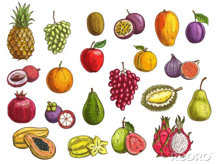 Sticker Exotische Früchte bunte Retro-Illustrationen
