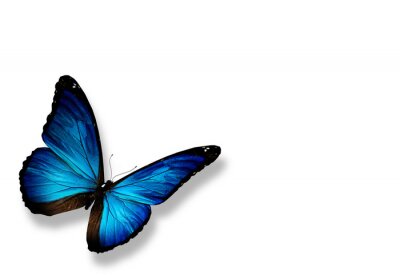 Sticker exotischer fliegender Schmetterling