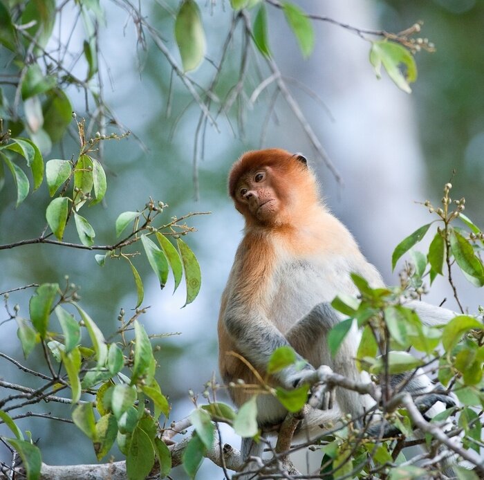 Sticker Exotisches Tier in Blättern