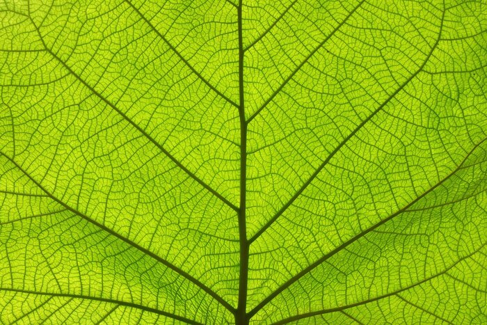Sticker Extreme close up texture of green leaf veins