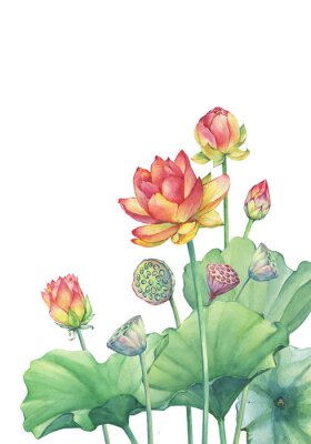 Sticker Fahne, Grenze der rosafarbenen Lotosblume mit Blättern, Samenkopf, Knospe (Seerose, indischer Lotos, heiliger Lotos, ägyptischer Lotos). Aquarell handgezeichnete Malerei Illustration isoliert auf weiß