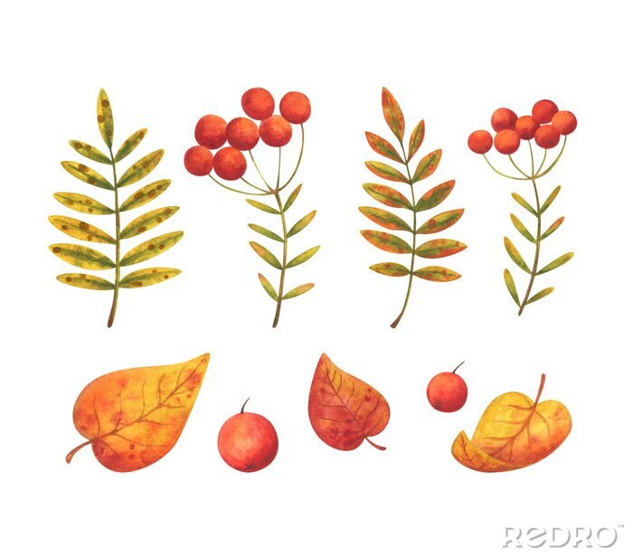 Sticker Fallen leaves and red berries of mountain ash. A set of autumn images. Stock watercolor plants. Collection of decorative elements isolated on a white background