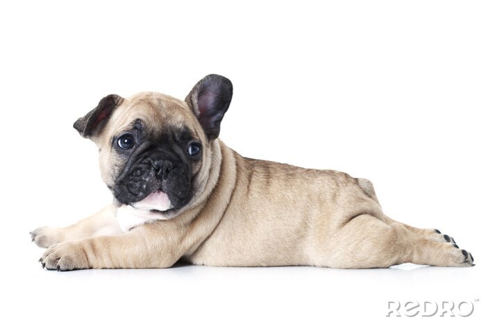 Sticker Familienmitglied Hund Biskuit Bulldogge mit klapperndem Ohr