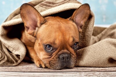 Sticker Familienmitglied Hund in beigefarbene Decke eingewickelt