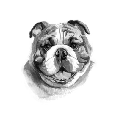 Sticker Farbige englische Bulldogs Kopf. Aquarellbild.