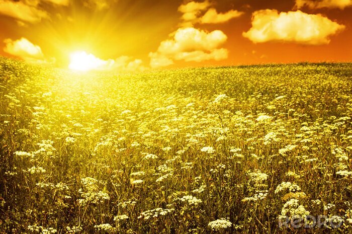 Sticker Feld und Sonnenuntergang in Gelbtönen