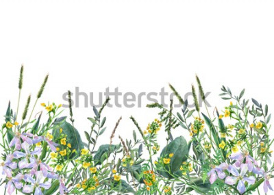 Sticker Feldblumen auf einer botanischen Illustration