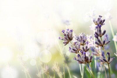 Sticker Feldblumen auf unscharfem Hintergrund